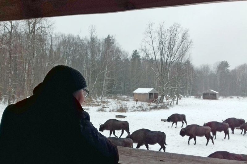 ФОТО ЗУБРЫ