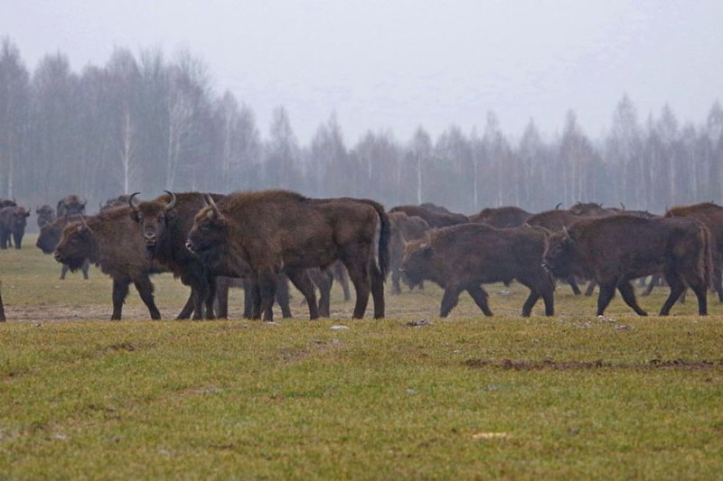 ФОТО ЗУБРЫ