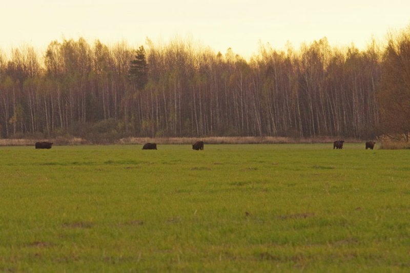 ФОТО ЗУБРЫ