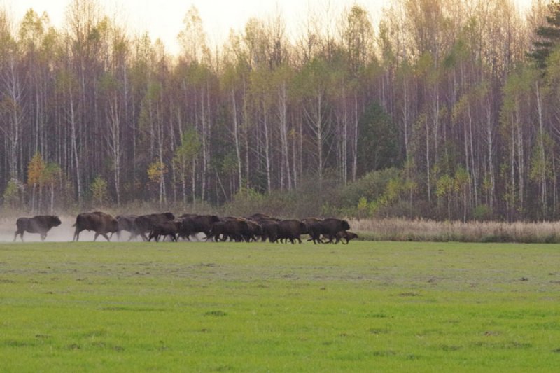 ФОТО ЗУБРЫ