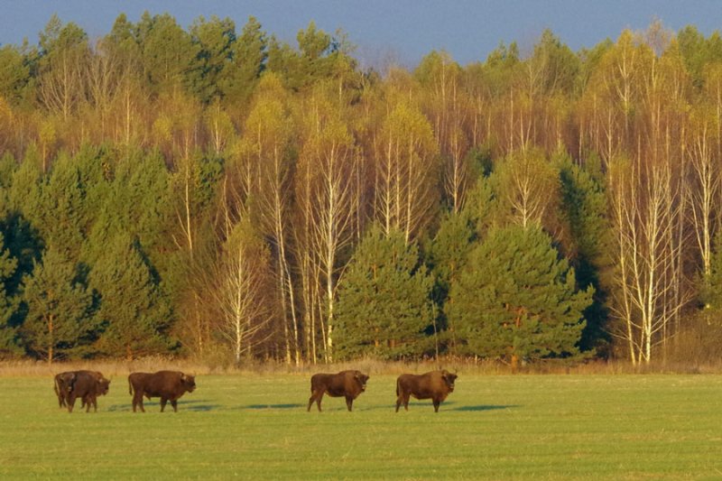 ФОТО ЗУБРЫ