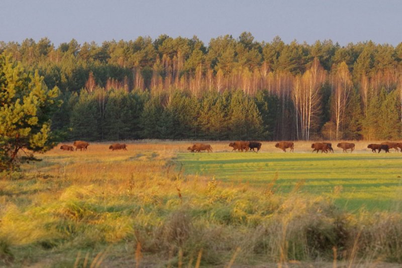 ФОТО ЗУБРЫ