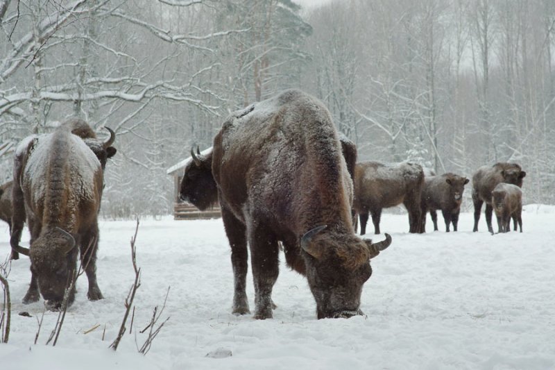 ФОТО ЗУБРЫ