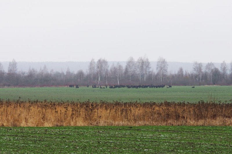 ФОТО ЗУБРЫ