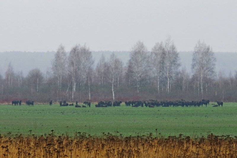 ФОТО ЗУБРЫ