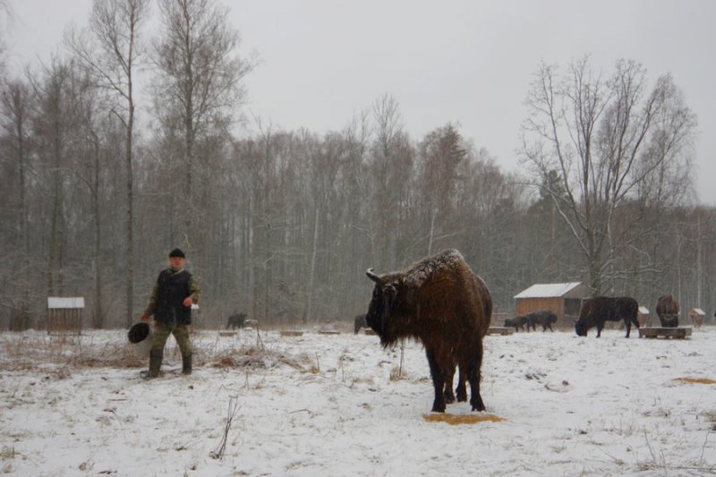 ФОТО ЗУБРЫ