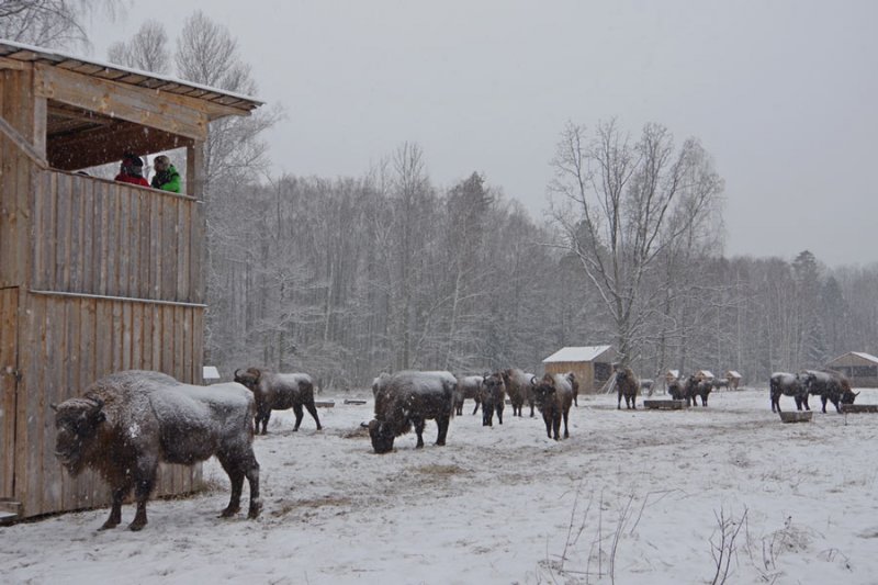 ФОТО ЗУБРЫ