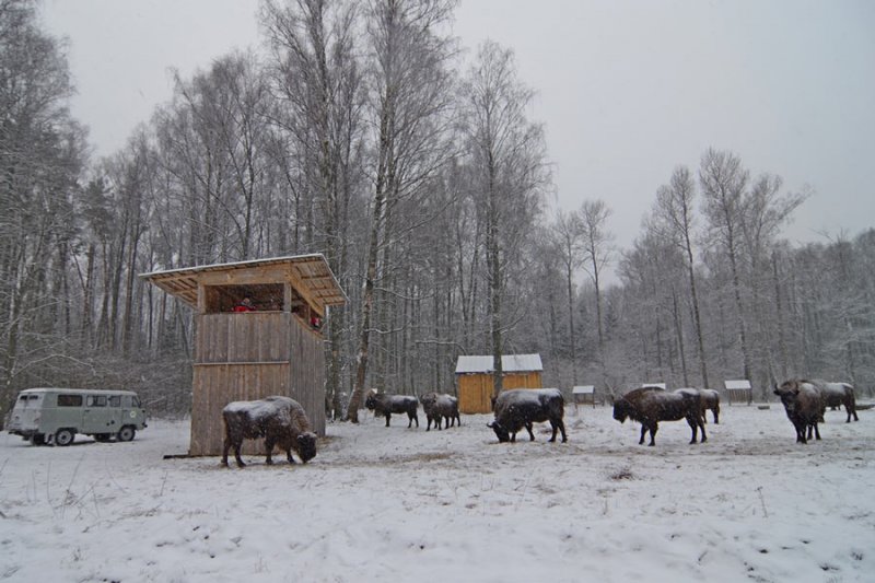 ФОТО ЗУБРЫ