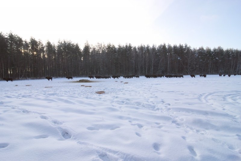 ФОТО ЗУБРЫ