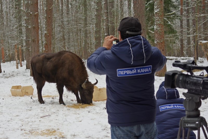 ФОТО ЗУБРЫ