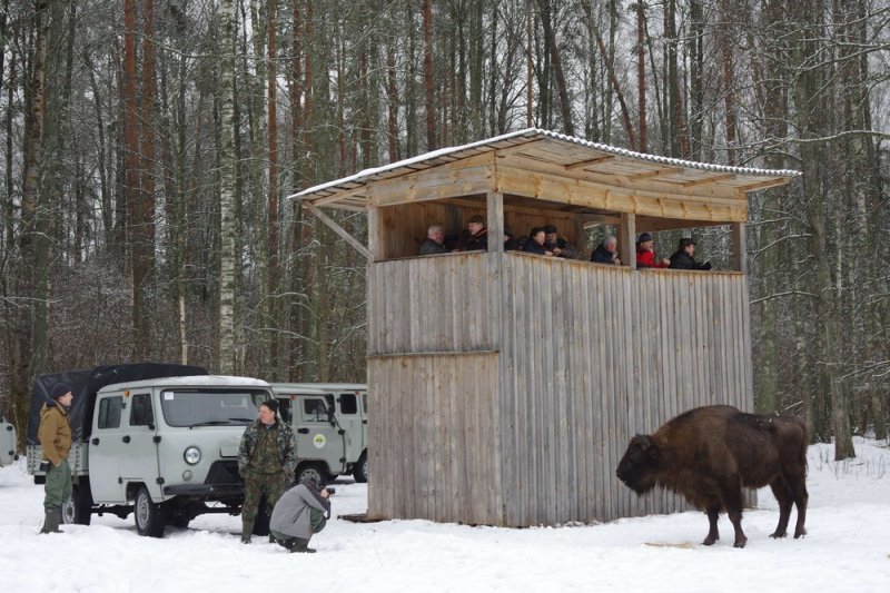 ФОТО ЗУБРЫ