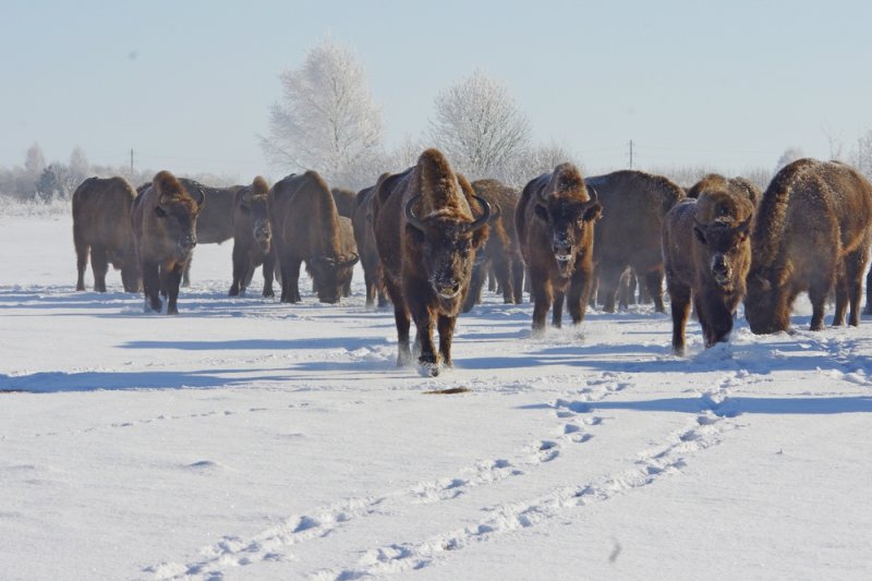 ФОТО ЗУБРЫ