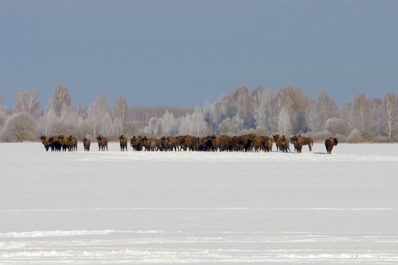 ФОТО ЗУБРЫ