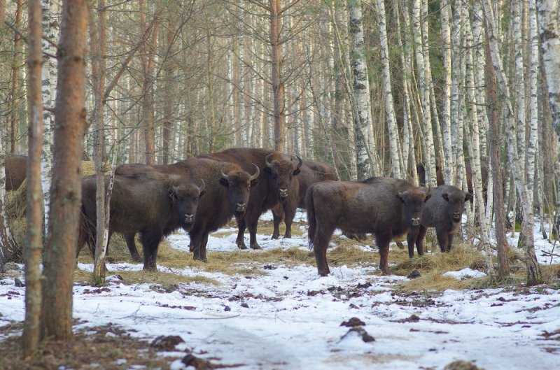 ФОТО ЗУБРЫ