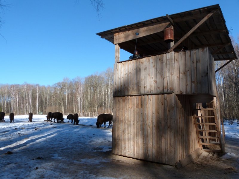 ФОТО ЗУБРЫ