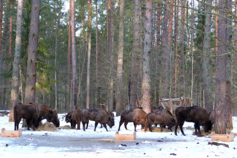 ФОТО ЗУБРЫ