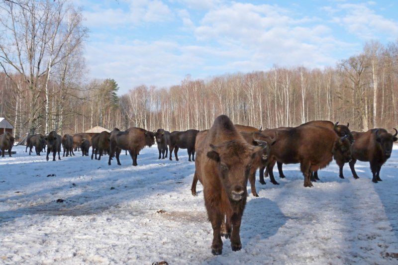 ФОТО ЗУБРЫ
