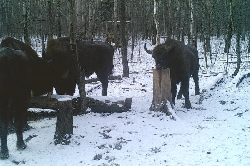 ФОТО ЗУБРЫ