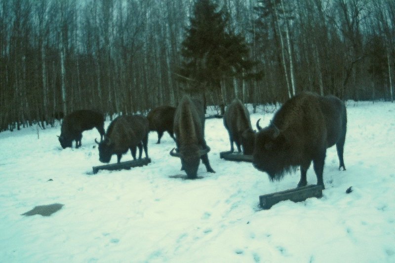 ФОТО ЗУБРЫ