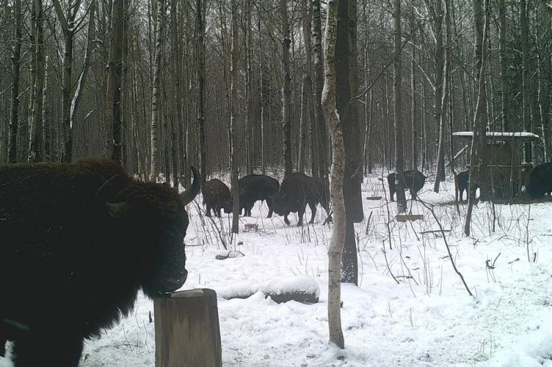 ФОТО ЗУБРЫ