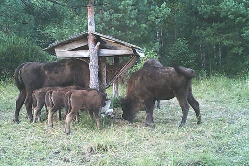 ФОТО ЗУБРЫ