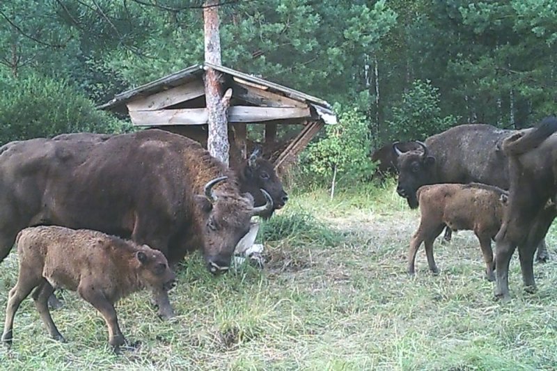 ФОТО ЗУБРЫ