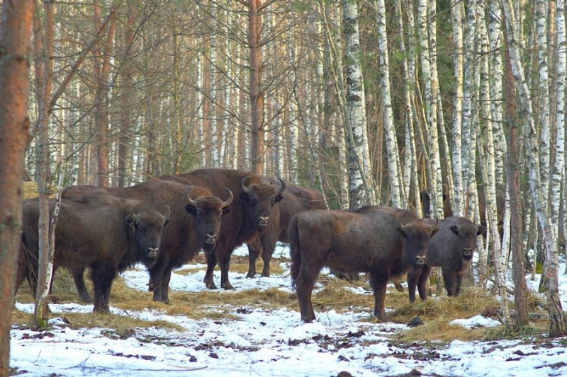 ФОТО ЗУБРЫ