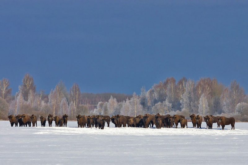 ФОТО ЗУБРЫ