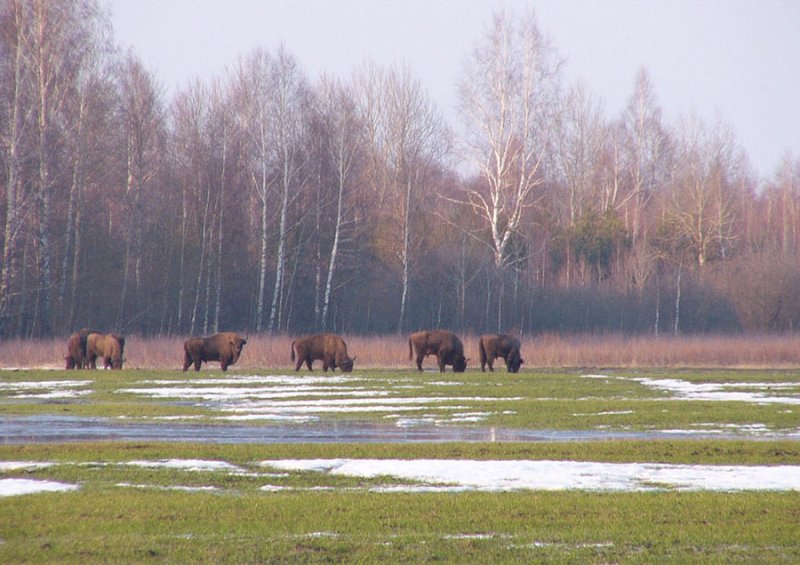 ФОТО ЗУБРЫ