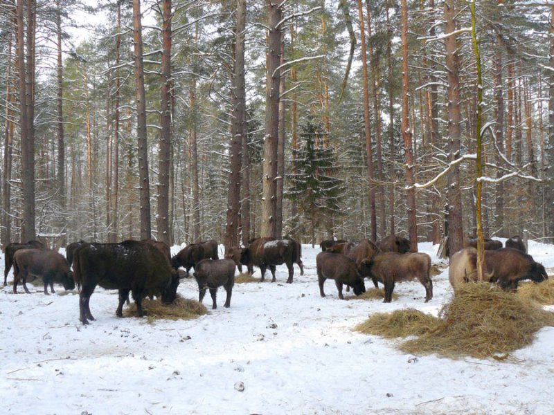 ФОТО ЗУБРЫ
