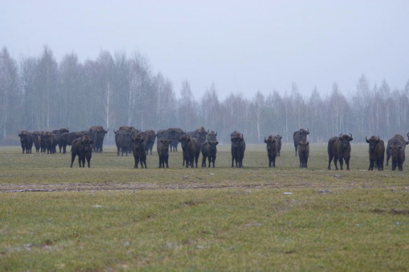 ФОТО ЗУБРЫ