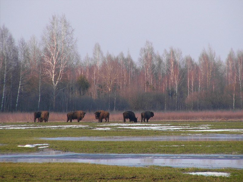 ФОТО ЗУБРЫ