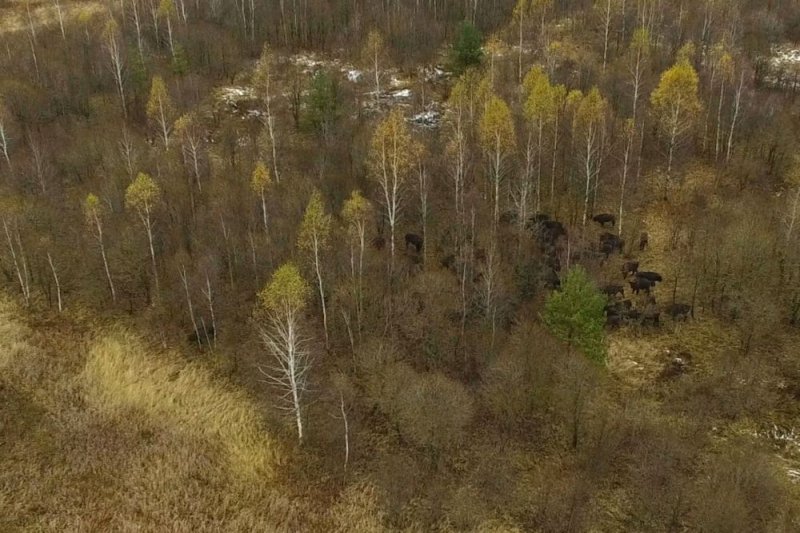 ФОТО ЗУБРЫ