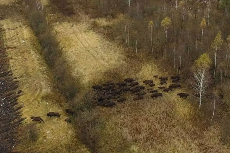 ФОТО ЗУБРЫ