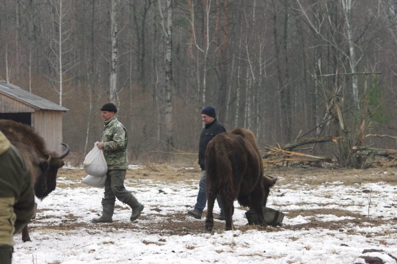 ФОТО ЗУБРЫ