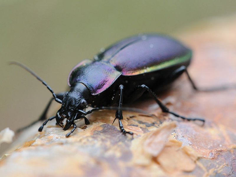 macro2-2