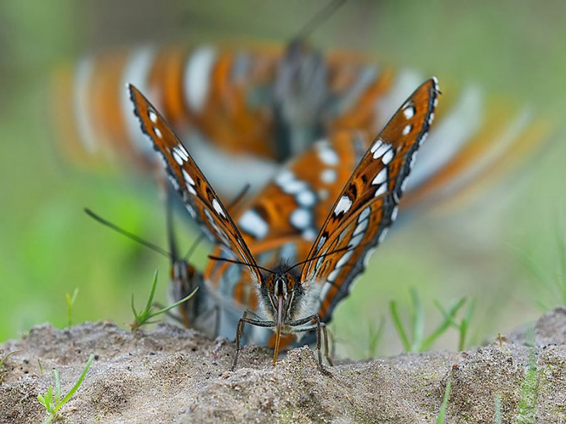 macro2-3