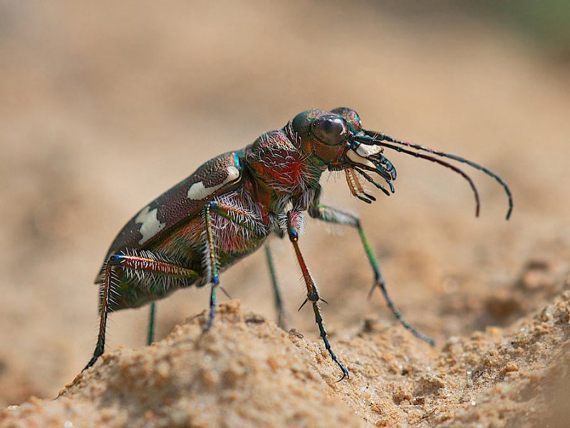 macro2-4