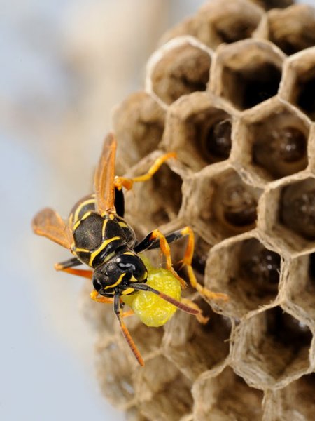 macro4-1