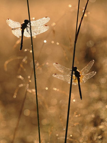 macro4-2