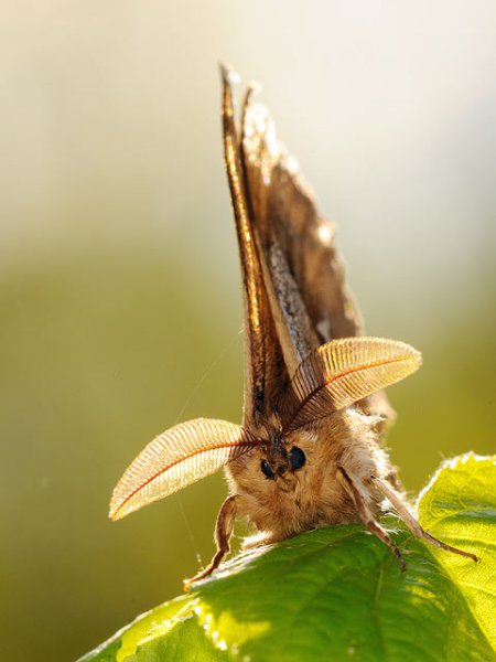 macro4-3