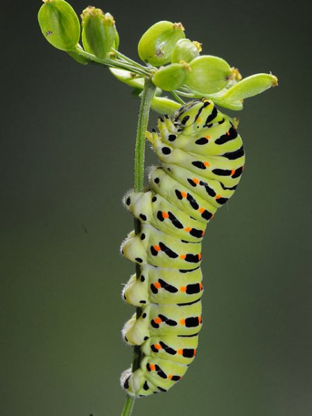 macro4-5