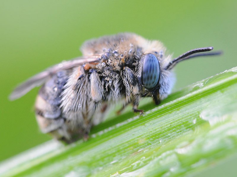 macro5-3