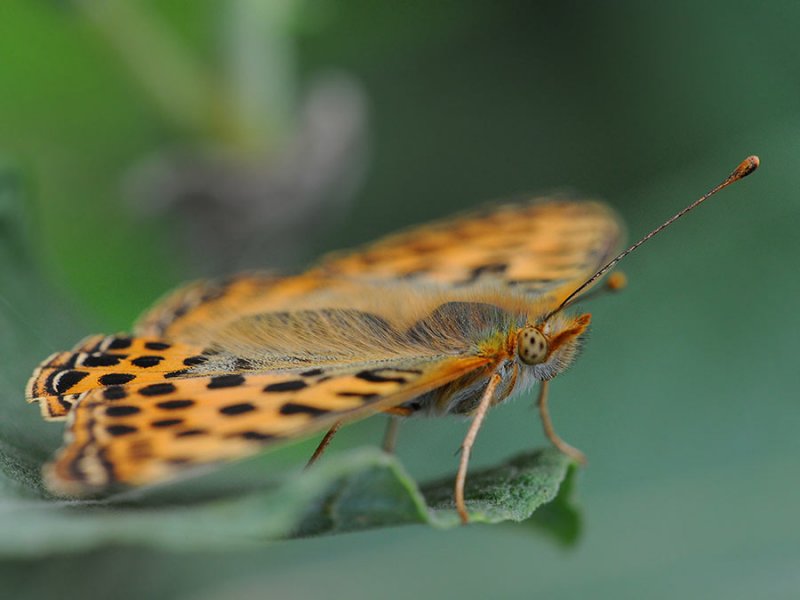 macro5-4